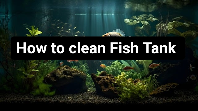 How to clean Fish Tank without removing fish